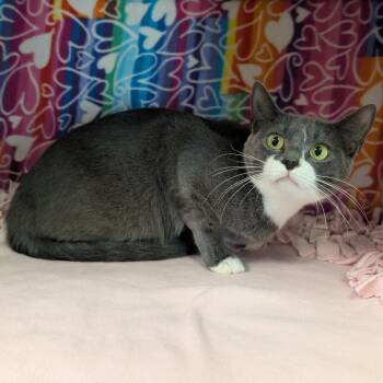 Nora -  Domestic Short Hair Cat for Adoption - Nora | PetCurious