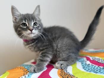 Domestic Short Hair Cats Available for Adoption in Delson, Quebec - Rocket | PetCurious