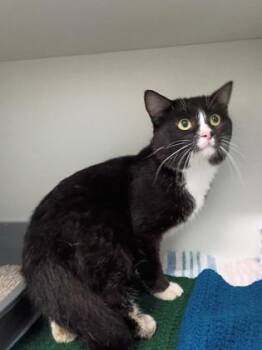 Grim -  Domestic Short Hair Cat for Adoption in Palm Coast, Florida - Grim | PetCurious