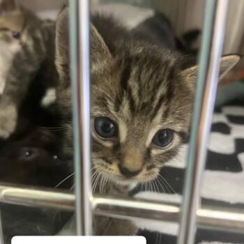 The Cars Kittens - Nissan -  Domestic Short Hair Cat for Adoption in Washington, District Of Columbia - The Cars Kittens - Nissan | PetCurious