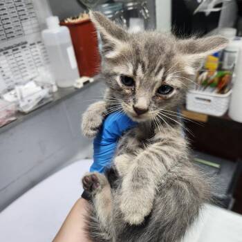 Inspectah Deck -  Domestic Short Hair Cat for Adoption in Summerville, South Carolina - Inspectah Deck | PetCurious
