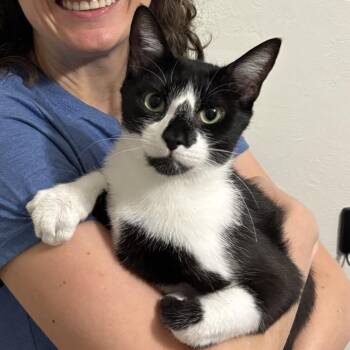 Orca -  Domestic Short Hair Cat for Adoption in Bridgeville, Pennsylvania - Orca | PetCurious