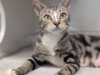 A886799 -  Domestic Short Hair Cat for Adoption in Camarillo, California - A886799 | PetCurious