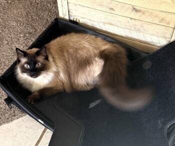Saki -  Siamese Cat for Adoption in Trophy Club, Texas - Saki | PetCurious