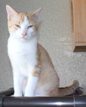 Cheddar -  Domestic Short Hair Cat for Adoption in Huron, South Dakota - Cheddar | PetCurious