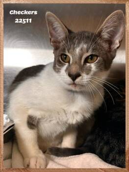 CHECKERS -  Domestic Short Hair and Tabby Cat for Adoption in Marietta, Georgia - CHECKERS | PetCurious