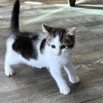 Cordel -  Domestic Short Hair Cat for Adoption - Cordel | PetCurious