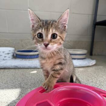 Nissana -  Domestic Short Hair Cat for Adoption in Gloucester, Virginia - Nissana | PetCurious