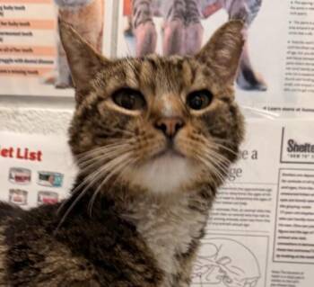 Domestic Short Hair Cats Available for Adoption in Golden, Colorado - Jenkins | PetCurious
