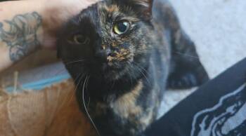 Rescue Domestic Short Hair Cats for Adoption in Holly Springs, Georgia - Misco | PetCurious