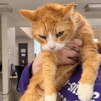 Domestic Short Hair Cats Available for Adoption - Oliver | PetCurious