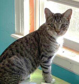 Radish -  Domestic Short Hair and Torbie Cat for Adoption in Lenexa, Kansas - Radish | PetCurious