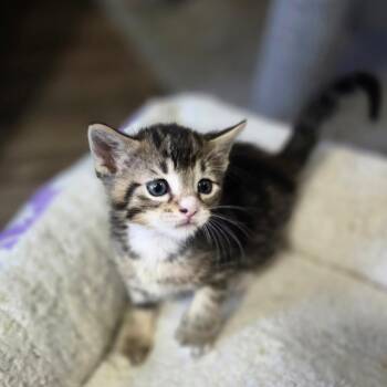 Toffee -  Domestic Short Hair Cat for Adoption in Chaska, Minnesota - Toffee | PetCurious