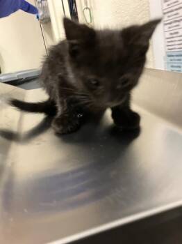 WICKERSHAM -  Domestic Short Hair Cat for Adoption in Long Beach, California - WICKERSHAM | PetCurious