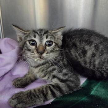 Barley -  Domestic Short Hair Cat for Adoption in Windsor, Virginia - Barley | PetCurious