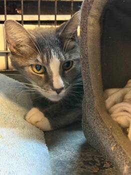 2026-81 Daryl -  Domestic Short Hair Cat for Adoption in Windsor, Connecticut - 2026-81 Daryl | PetCurious