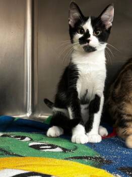 Tootsie Roll -  Domestic Short Hair Cat for Adoption in Lima, Ohio - Tootsie Roll | PetCurious