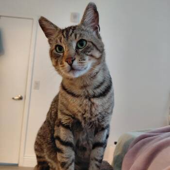Papa Tootles Rigsby -  Domestic Short Hair Cat for Adoption in Los Angeles, California - Papa Tootles Rigsby | PetCurious