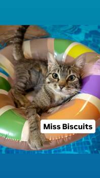 Miss Biscuits at Martinez Pet Food Express July 25 -  Domestic Short Hair Cat for Adoption in Walnut Creek, California - Miss Biscuits At Martinez Pet Food Express July 25 | PetCurious