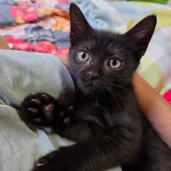 Sandra D -  Domestic Short Hair Cat for Adoption in La Grange, Kentucky - Sandra D | PetCurious