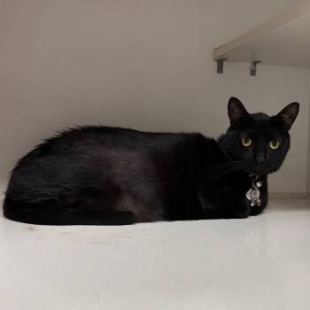 Ricardo (Baby) -  Domestic Short Hair Cat for Adoption in Floresville, Texas - Ricardo (Baby) | PetCurious