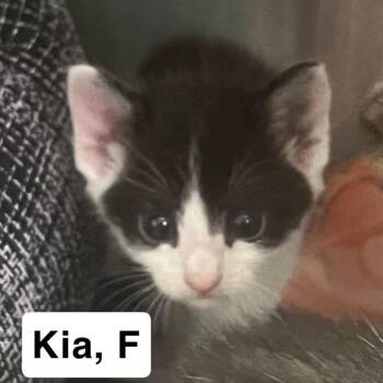 The Cars Kittens - Kia -  Domestic Short Hair Cat for Adoption in Washington, District Of Columbia - The Cars Kittens - Kia | PetCurious