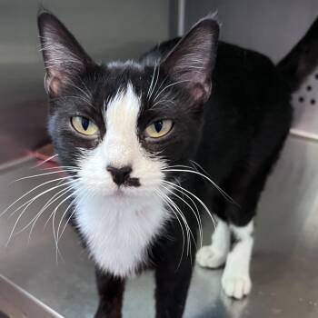 Domestic Short Hair Cats Available for Adoption in Washburn, Missouri - Pixel | PetCurious