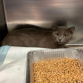 Flareon -  Domestic Short Hair Cat for Adoption in Greensboro, North Carolina - Flareon | PetCurious