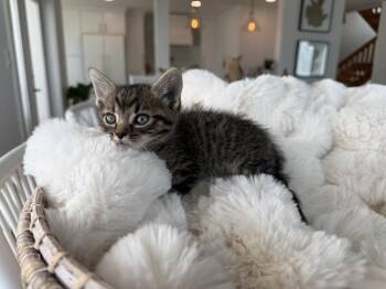 Hootenanny -  Domestic Short Hair Cat for Adoption in St. Augustine, Florida - Hootenanny | PetCurious