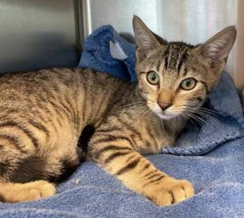 Rescue Domestic Short Hair Cats for Adoption in Orland Hills, Illinois - Groot | PetCurious