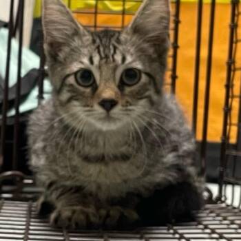 Oatmeal Raisin -  Domestic Short Hair Cat for Adoption in Philadelphia, Pennsylvania - Oatmeal Raisin | PetCurious