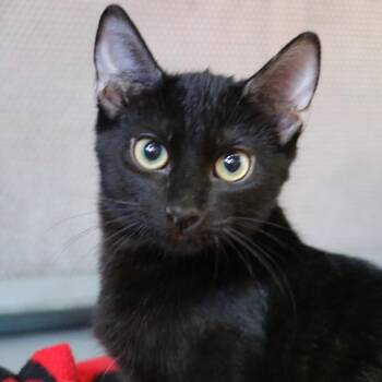 Toadstool -  Domestic Medium Hair Cat for Adoption in Sarasota, Florida - Toadstool | PetCurious