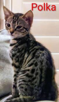 Domestic Short Hair Cats Available for Adoption - Polka | PetCurious