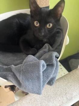 Peter -  Domestic Short Hair Cat for Adoption in New Orleans, Louisiana - Peter | PetCurious