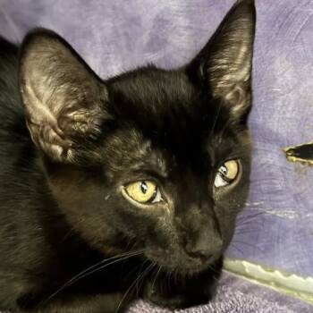 Sssteven -  Domestic Short Hair Cat for Adoption in Austin, Texas - Sssteven | PetCurious