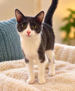 Nimbus -  Domestic Short Hair Cat for Adoption in Fulton, New York - Nimbus | PetCurious