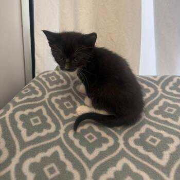 Monica -  Domestic Short Hair Cat for Adoption in Fort Bragg, California - Monica | PetCurious