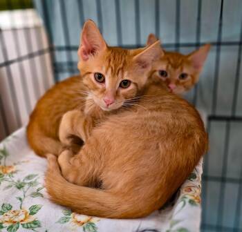 Rescue Domestic Short Hair Cats for Adoption in Sterling Heights, Michigan - BBQ KITTENS: Bourbon + Chipotle + Hickory + Mesquite | PetCurious