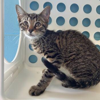 Tarzan -  Domestic Short Hair Cat for Adoption in Roxboro, North Carolina - Tarzan | PetCurious
