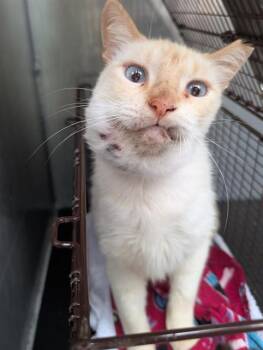 Siamese Cats Available for Adoption in San Antonio, Texas - CASHMERE | PetCurious