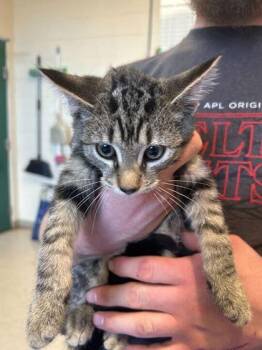 Rescue Domestic Short Hair Cats for Adoption in Elyria, Ohio - Fedora | PetCurious