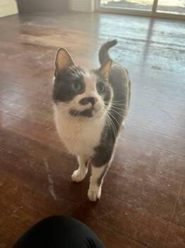 Rescue Domestic Short Hair Cats for Adoption in Boston, Massachusetts - Grey | PetCurious