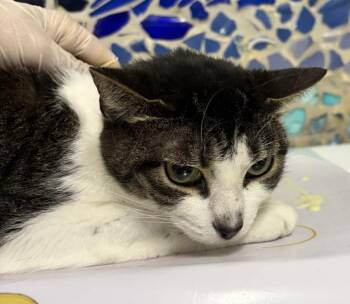 Domestic Short Hair Cats Available for Adoption in Pensacola, Florida - SALLY | PetCurious