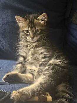 Ruby -  Domestic Long Hair and Domestic Medium Hair Cat for Adoption in Denver, Colorado - Ruby | PetCurious