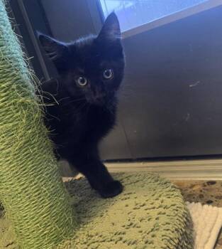 Domestic Short Hair Cats Available for Adoption - SHAMROCK | PetCurious