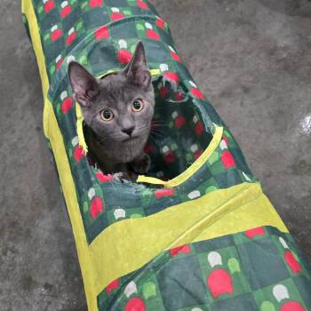 Smokey -  Domestic Short Hair Cat for Adoption in Fairmont, West Virginia - Smokey | PetCurious