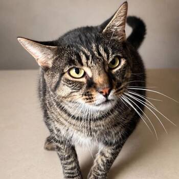 Athenasios -  Domestic Short Hair Cat for Adoption in New York, New York - Athenasios | PetCurious
