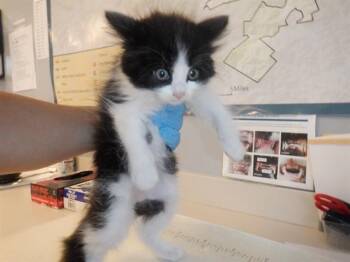 A1404823 -  Domestic Short Hair Cat Available for Adoption in San Jose, California - A1404823 | PetCurious