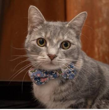 Millie -  Domestic Short Hair Cat for Adoption in Bloomfield, New Jersey - Millie | PetCurious