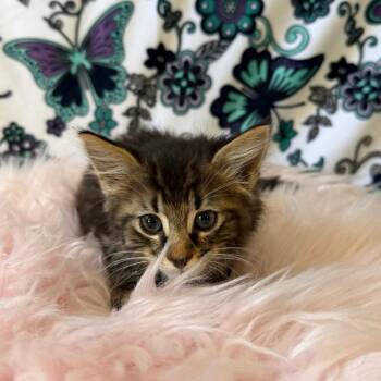 Metal -  Domestic Medium Hair Cat for Adoption in Riverwoods, Illinois - Metal | PetCurious